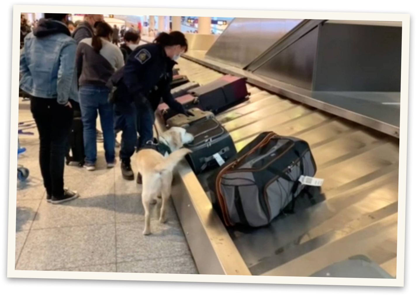 Une agente frontalière et son chien pisteur inspectent les bagages des passagers qui revenaient à l’aéroport Montréal-Trudeau sur le même vol que nos journalistes, en mars dernier.