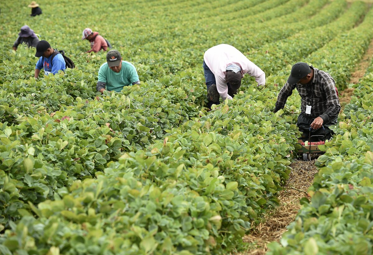 Des travailleurs étrangers dans un champs de fraises