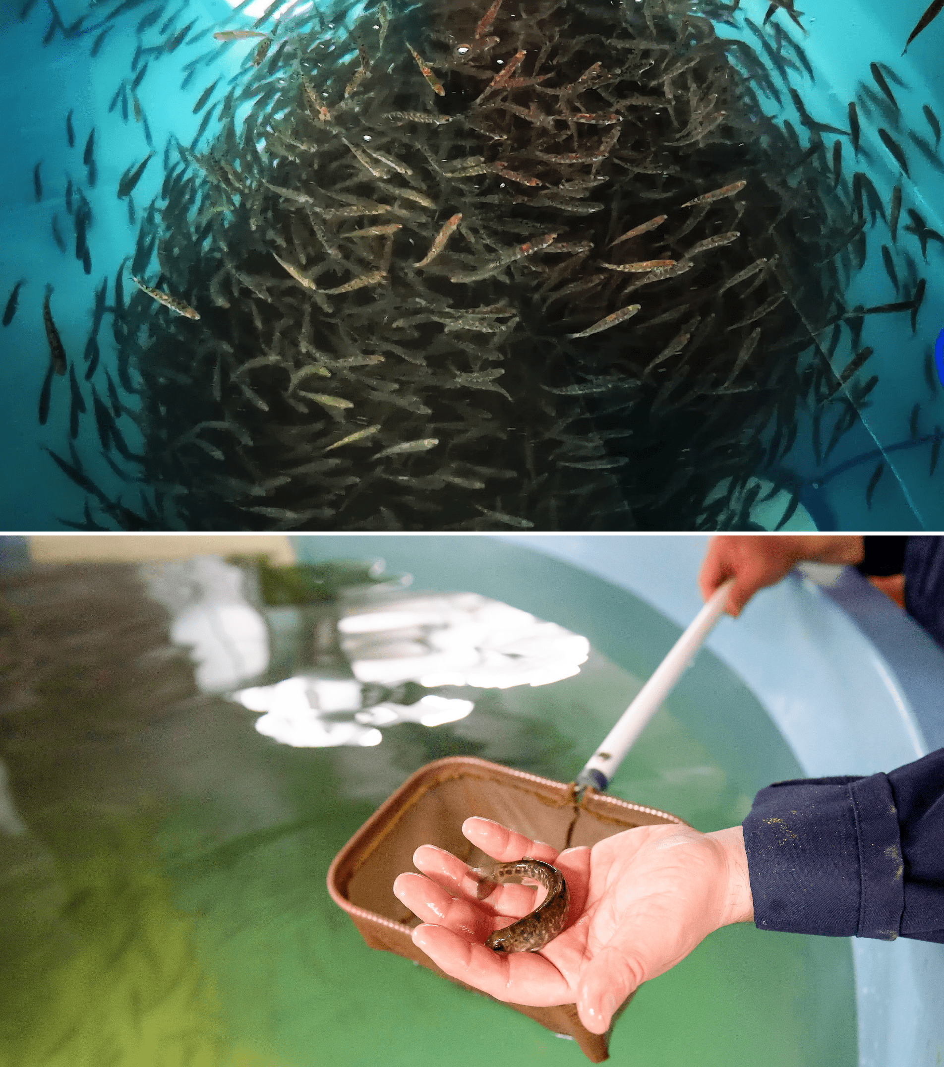 La croissance des poissons