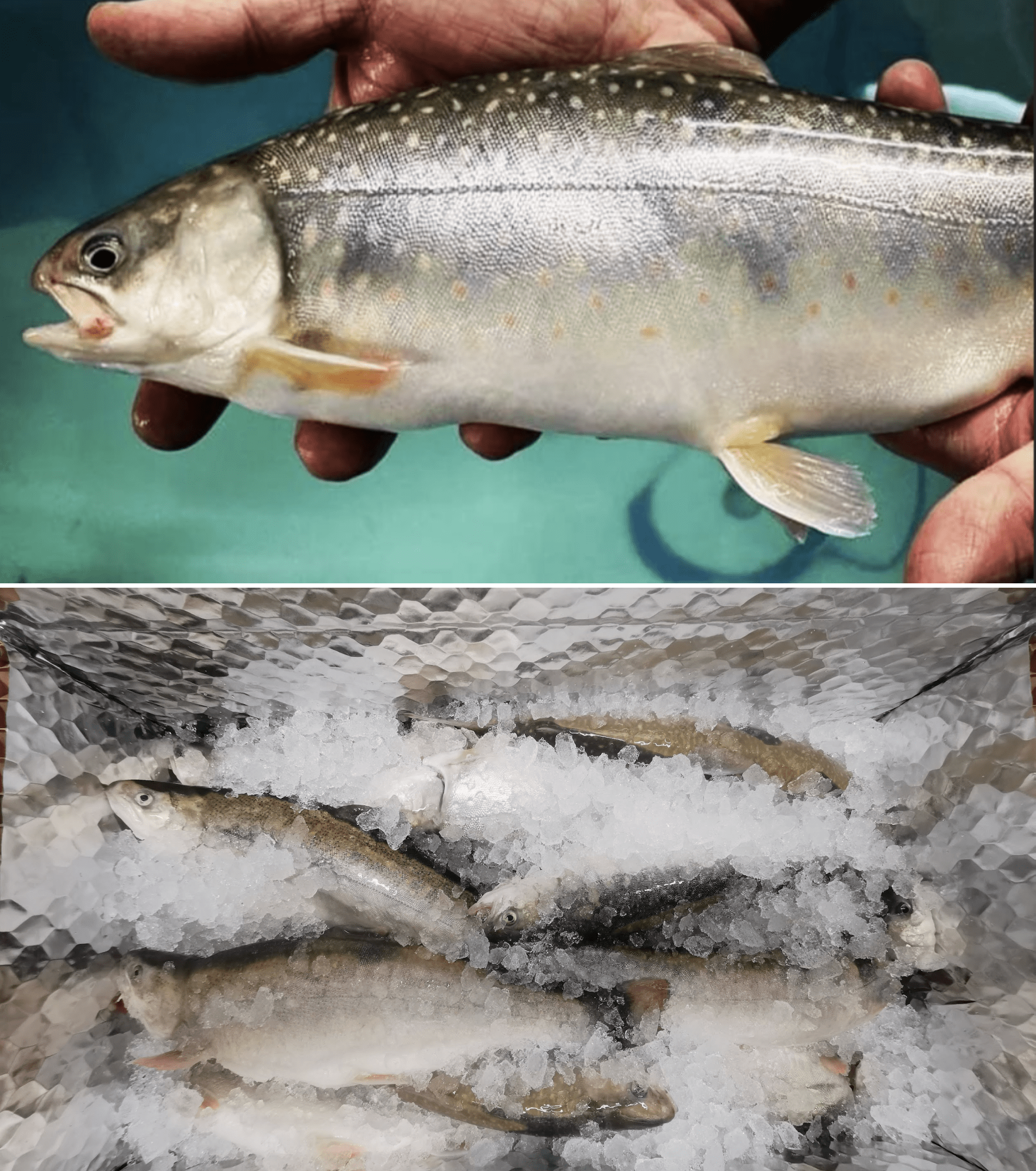 La maturité des poissons